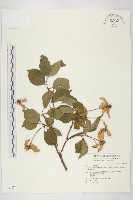 藏品(四照花)的圖片