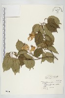 藏品(四照花)的圖片