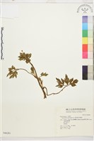 藏品(水辣菜、禺毛茛)的圖片