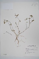 藏品(銀脈爵床)的圖片