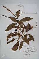 藏品(黃鐘花)的圖片