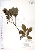 藏品(三葉山香圓)的圖片