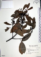 藏品(九重吹、九丁樹、脈葉榕、大葉九重吹)的圖片