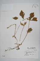 藏品(假川牛膝)的圖片