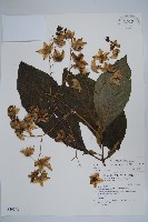 藏品(假酸漿)的圖片