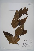 藏品(多子漿果莧)的圖片