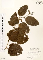 藏品(糙莖菝契)的圖片