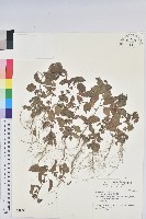 藏品(小葉鐵莧)的圖片