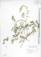 藏品(臺灣黃菫)的圖片