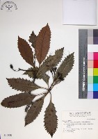 藏品(山枇杷、臺灣枇杷)的圖片