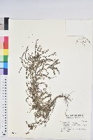 藏品(擬葉下珠、細葉油柑)的圖片