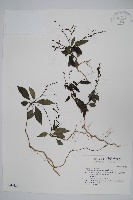 藏品(針刺草)的圖片