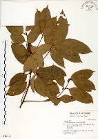 藏品(海南厚殼桂、土楠)的圖片