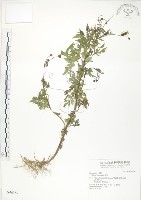 藏品(鬼針)的圖片