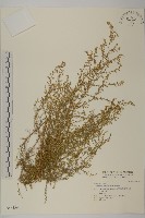 藏品(茵蔯蒿)的圖片