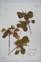 藏品(紅葉)的圖片