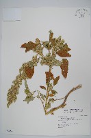 藏品(反枝莧)的圖片