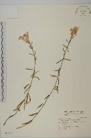 藏品(石竹、洛陽花、剪絨花)的圖片
