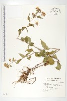 藏品(蓖苞風毛菊)的圖片