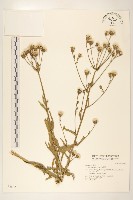 藏品(毛蓮菜)的圖片