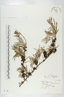 藏品(沙棘)的圖片