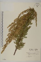 藏品(白蓮蒿)的圖片