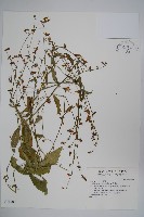 藏品(紫沙參)的圖片
