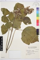 藏品(大葉鐵線蓮)的圖片