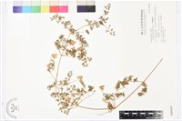藏品(芹葉鐵線蓮)的圖片