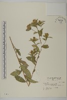 藏品(白朮)的圖片