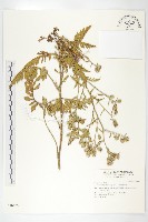 藏品(蓖苞風毛菊)的圖片