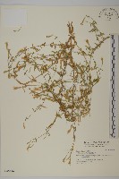 藏品(匍生蠅子草)的圖片