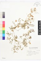 藏品(芹葉鐵線蓮)的圖片