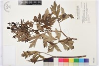 藏品(草烏頭)的圖片