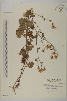 藏品(小紅菊)的圖片