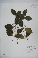 藏品(呂宋莢迷)的圖片