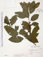 藏品(台灣山桂花)的圖片