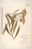 藏品(黃菀)的圖片