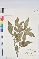 藏品(狹葉櫟)的圖片