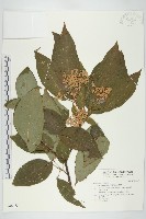 藏品(梜木)的圖片