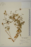 藏品(狗筋蔓)的圖片