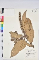 藏品(大葉石櫟、大葉校栗)的圖片