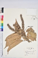 藏品(大葉石櫟、大葉校栗)的圖片