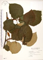 藏品(臺灣羊桃)的圖片