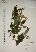 藏品(大葉溲疏)的圖片