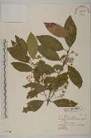 藏品(刺果衛矛)的圖片