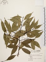 藏品(山肉桂、台灣肉桂)的圖片