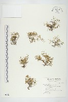 藏品(火焰草)的圖片