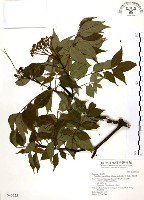 藏品(賊仔樹)的圖片