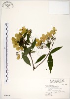 藏品(華八仙)的圖片